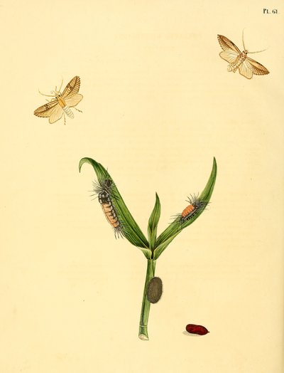 Unidentified Butterfly, Described as Phalaena rhomboidea by Jan Christiaen Sepp